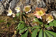 37 Ellebori in piena fioritura